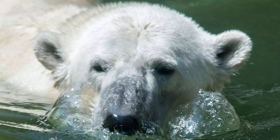 Schwimmender Eisbär.