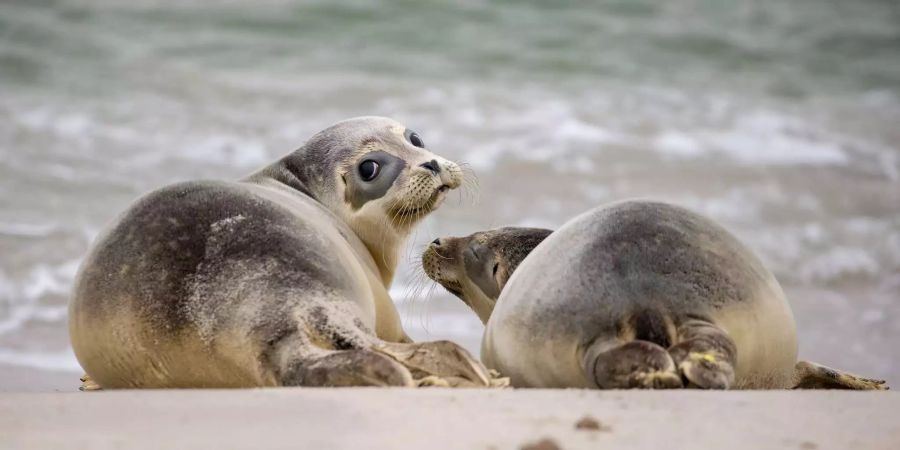 Die Heuler Stöpsel, Benny, Pünktchenlotte und Elfriede werden nach ihrer Aufzucht der Sehundstation Norddeich (D) auf der Nordseeinsel Juist ausgewildert.