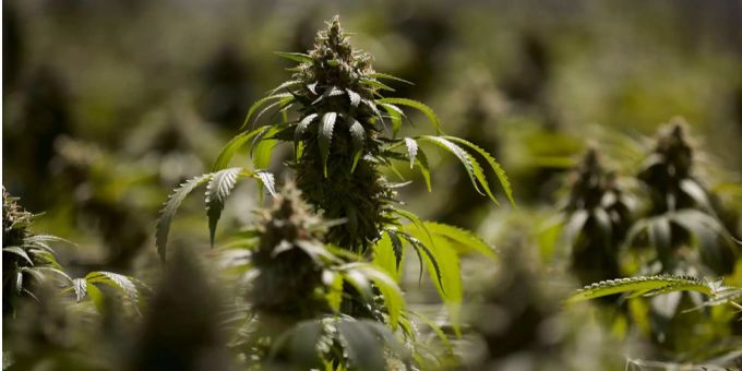 Eine Hanfpflanze. (Symbolbild) Cannabis und cannabinoide