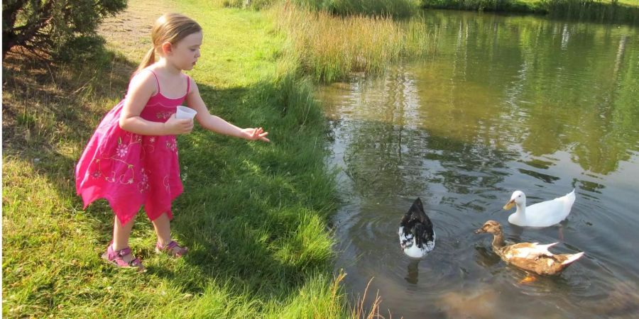 Enten mit Brotkrumen zu füttern wird immer öfter verboten. Warum?