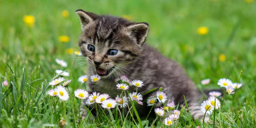 Ein Katzenbaby erfreut sich in einem Feld an den Blumen.