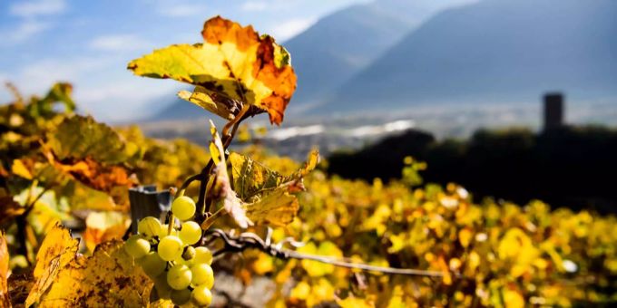 Das Bündner Weinbauunternehmen Davaz hat den Edeltraubensaft-Hersteller Rimuss und die Weinkellerei Rahm für 3,7 Millionen Franken übernommen. (Symbolbild) Das Bündner Weinbauunternehmen Davaz hat den Edeltraubensaft-Hersteller Rimuss und die Weinkellerei Rahm für 3,7 Millionen Franken übernommen. (Symbolbild)