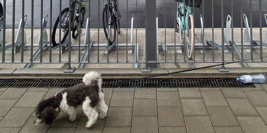 Hund beim Auslauf am Bahnhof Gerlafingen.