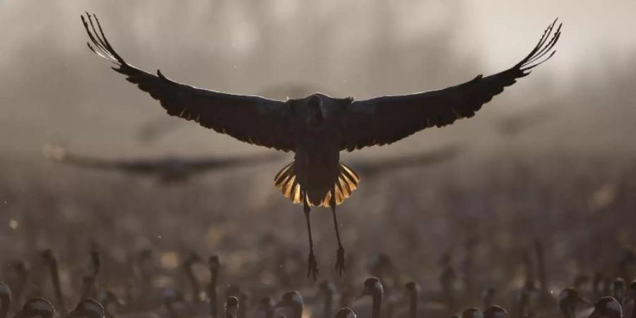 Ziehende Kraniche verweilen in einem Naturschutzgebiet nördlich des Sees Genezareth im Norden Israels. Foto: Oded Balilty/AP/dpa