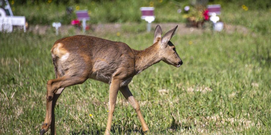 Ein Reh steht auf einer Wiese auf dem baselstaedtischen Friedhof Hoernli in Riehen, am Dienstag, 2. Juni 2020. (KEYSTONE/Georgios Kefalas)