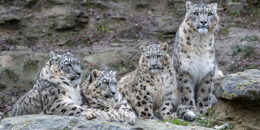 Schneeleoparden im Zoo.