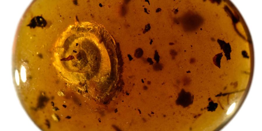 Eine 99 Millionen Jahre alte fossile Schnecke soll ab 20. Juni im Naturhistorischen Museum in Colmar ausgestellt werden.