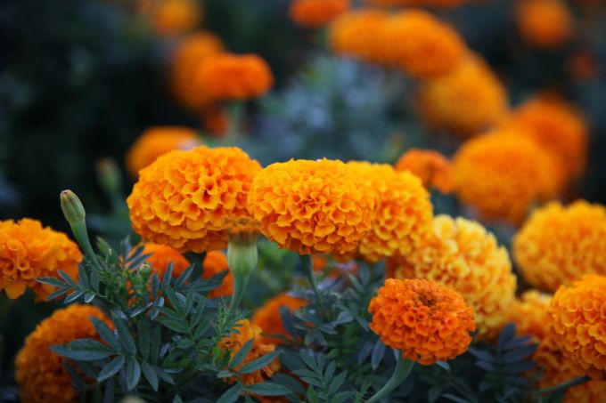 Ringelblumen können bereits im Mai blühen. Ringelblume Mai blühen