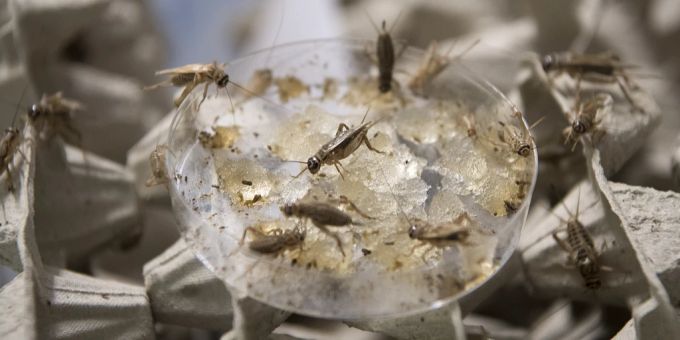 Neu zugelassen - Insekten-Pulver im Essen ruft Verschwörer auf Plan