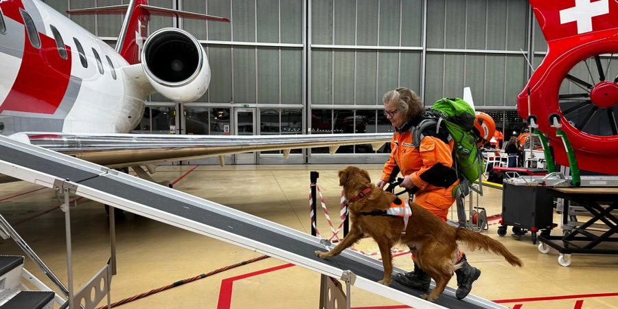 Ein Hundeteam des Vereins Redogs betritt das Flugzeug, welches sie in das Katastrophengebiet in der Türkei fliegt.