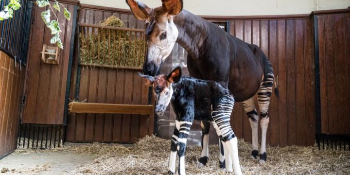 Im Baser Zoo hat es Nachwuchs bei den Okapis gegeben. (Archivbild) zoo basel Okapis