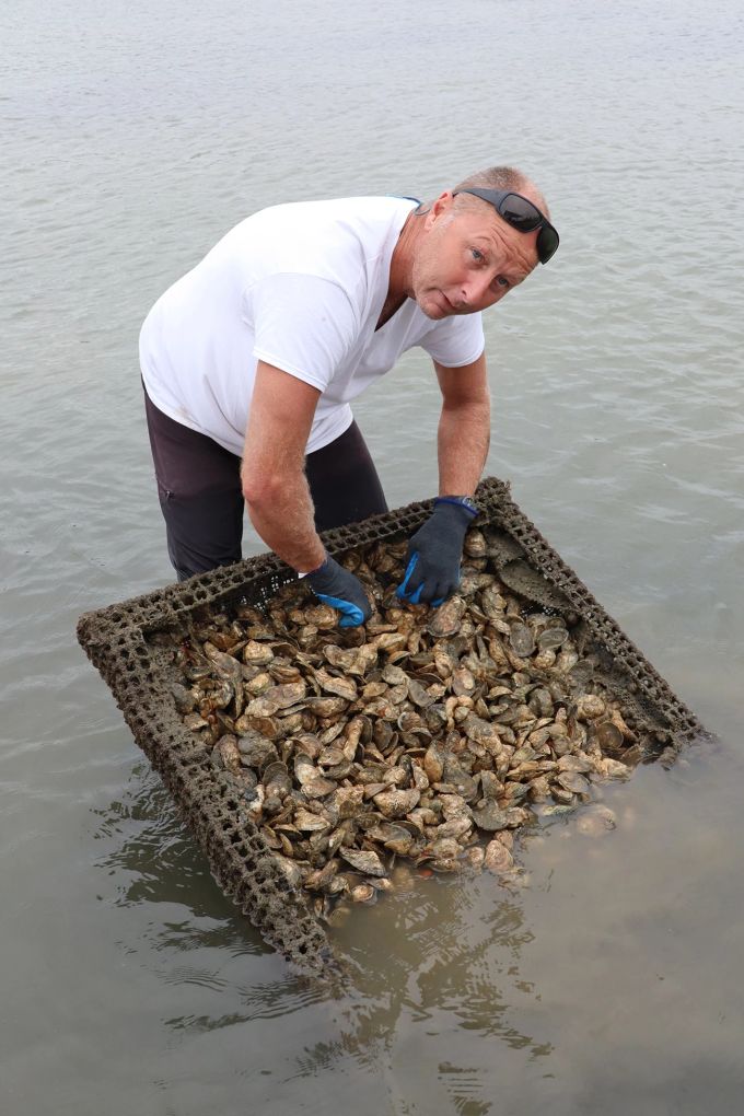 Chris Pace züchtet Austern im seichten Wasser vor der Küste der Stadt. Mann Austern Wasser Kasten Netz
