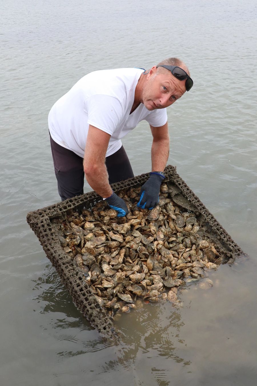 Mann Austern Wasser Kasten Netz