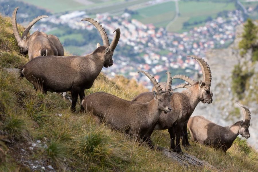 steinwild