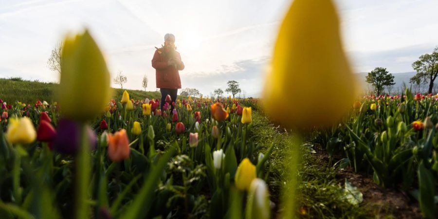 Blumen auf einem Feld in Freiburg im Breisgau. Das Osterwetter wird frühlingshaft.