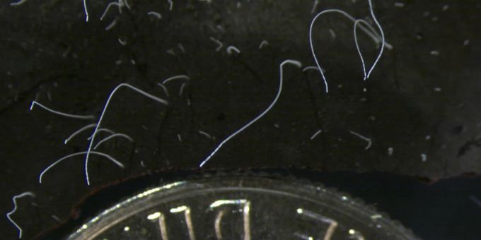 Das grösste Bakterium der Welt neben einer Münze. bakterien