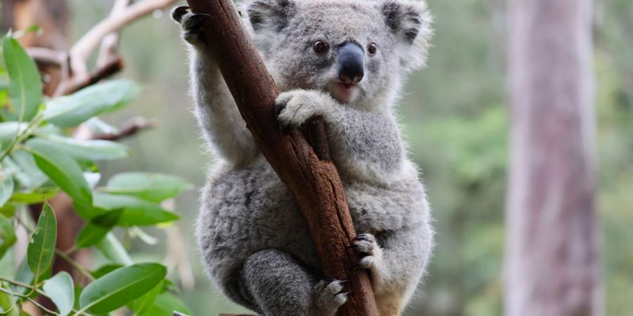 Auf einer Eukalyptusplantage in Australien gibt Tierschützern der Tod von mehreren Koalas Rätsel auf.