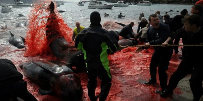 Tradition - Färörer-Inseln begrenzen Delfinjagd auf 500 Tiere pro Jahr