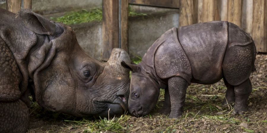 Zoo Basel