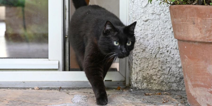 Katzen
