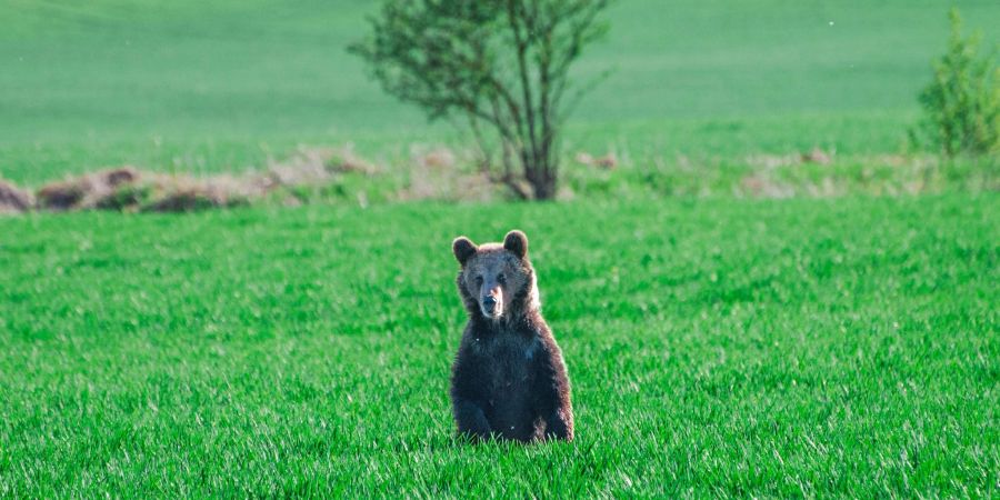 In den vergangenen Wochen wurden in der Slowakei mehrere Menschen bei unfreiwilligen Begegnungen mit Braunbären verletzt.