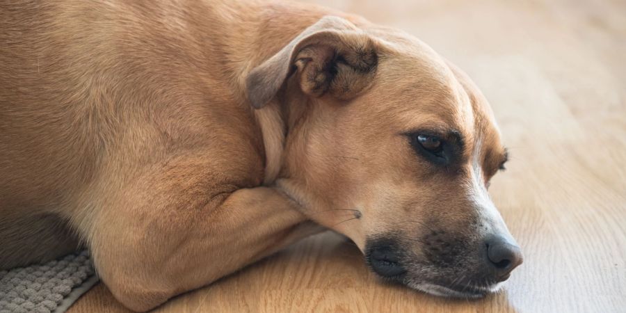 Tiere, die hoher Strahlung ausgesetzt sind, haben laut Studie ein erhöhtes Risiko, an gewissen Krebsarten zu erkranken. (Symbolbild)