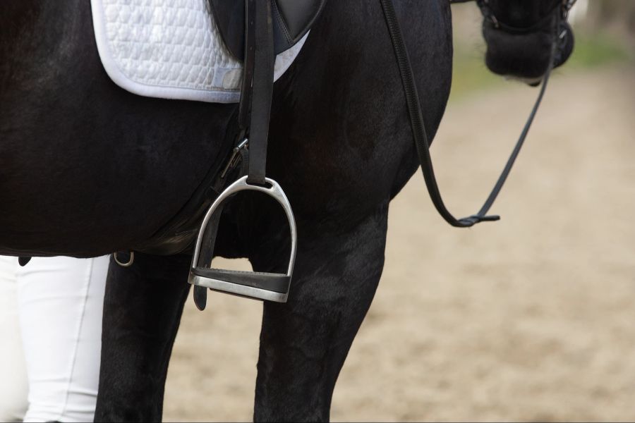 Pferd mit Sattel in Nahaufnahme