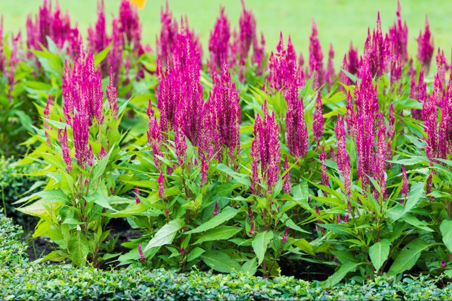 Celosia, lila, Garten