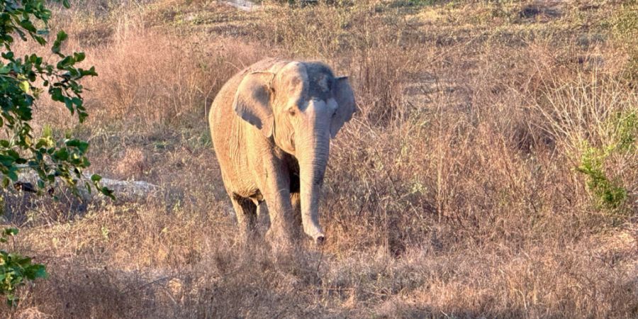 ARCHIV - Ein Asiatischer Elefant auf dem Gelände der Organisation Wildlife Friends Foundation Thailand (Archivbild). Foto: Carola Frentzen/dpa