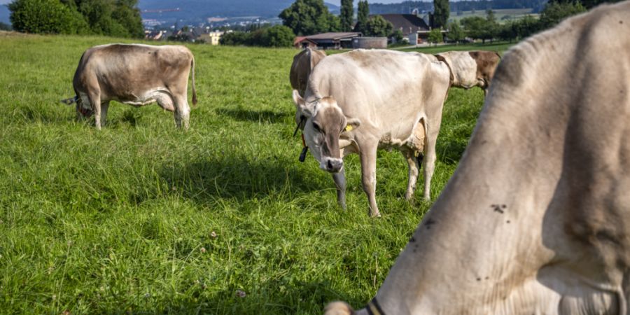 Rinder stecken sich vor allem während der Sömmerung auf Alpen an. Dort kommen sie in Kontakt mit Rotwild, das mit TBC infiziert ist. (Archivbild)