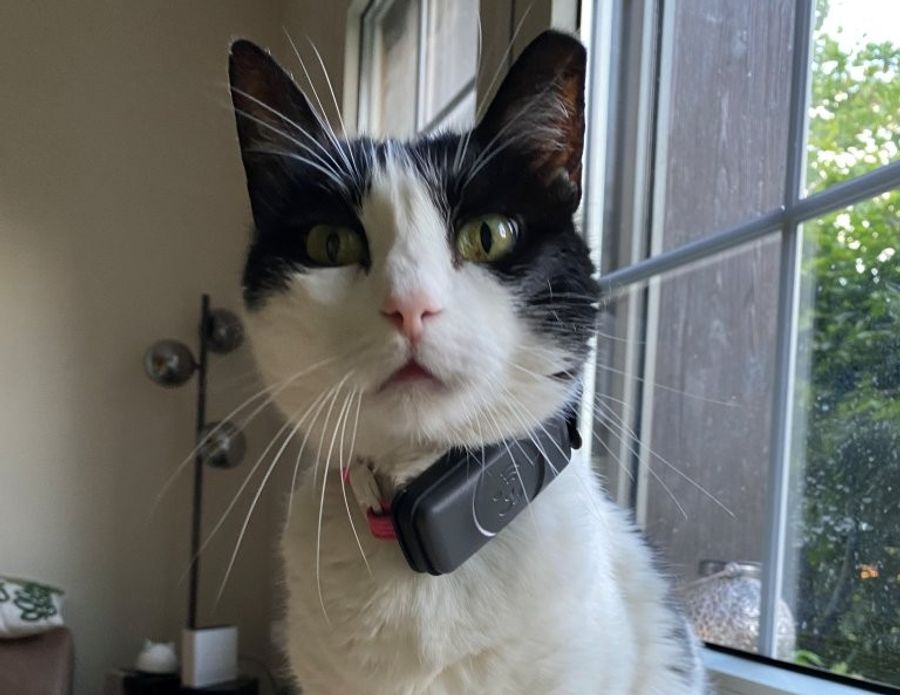 Tierschützer sehen Vorteile, weisen aber auch auf klare Grenzen der Technik hin. (Symbolbild)