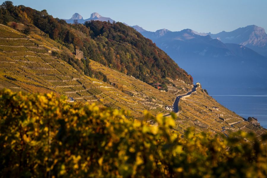 Weinbau
