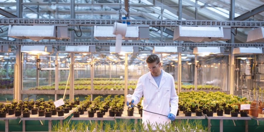 Der Pflanzenschutz- und Saatguthersteller Syngenta hat 2025 den operativen Gewinn deutlich gesteigert. (Archivbild)