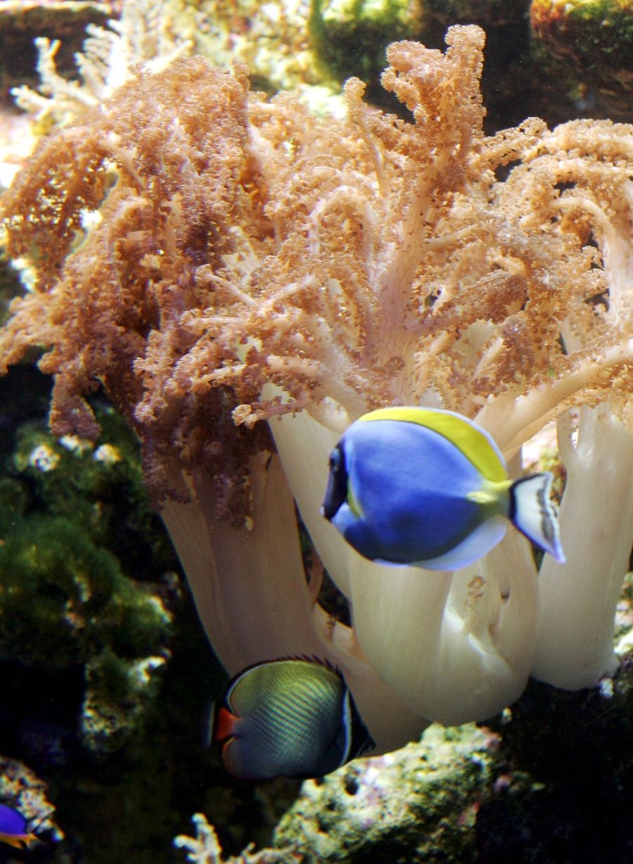 Die Forschenden haben 645 verschiedene Arten von Bakterien und sogenannten Archaebakterien identifiziert. (Symbolbild)