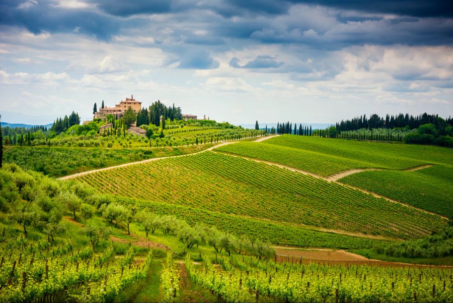 Weinberge, Toskana