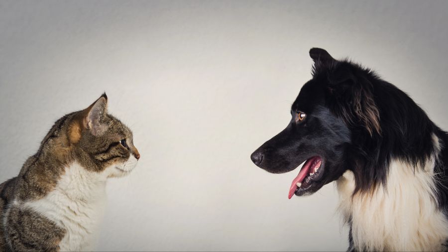 hund katze