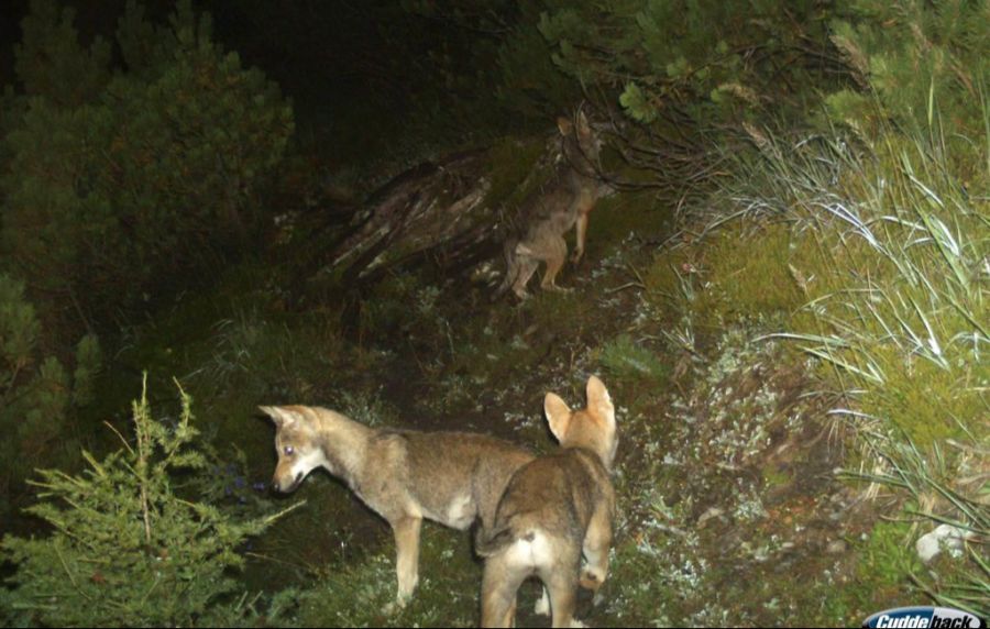 Dass sich der Wolf in der Schweiz zunehmend ausbreitet, passt längst nicht allen. (Archivbild aus Graubünden)