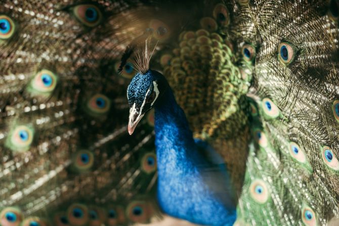 Pfau ausgebüxt entlaufen Teufen