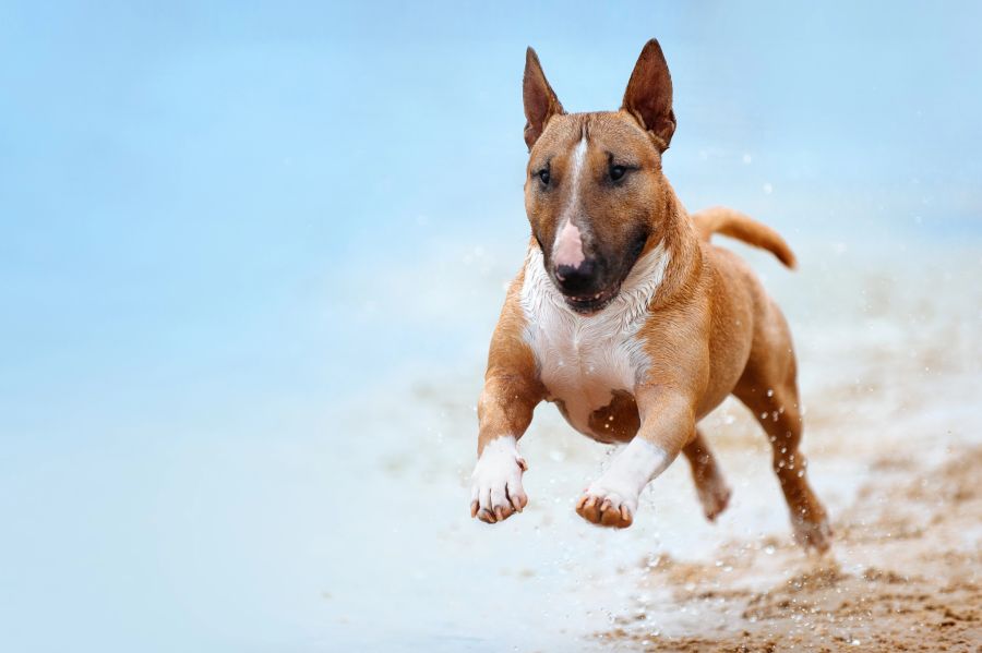 hund zoomie