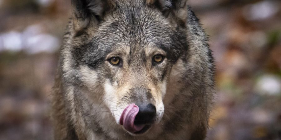 Wolf im Wald