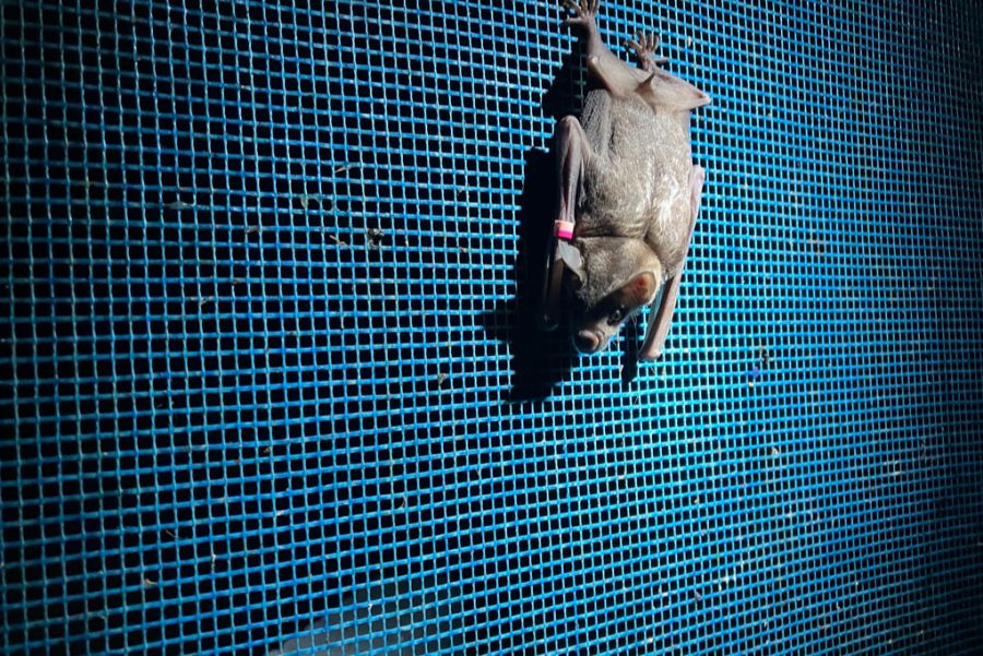 Fledermaus heisst auf Italienisch «Pipistrello».