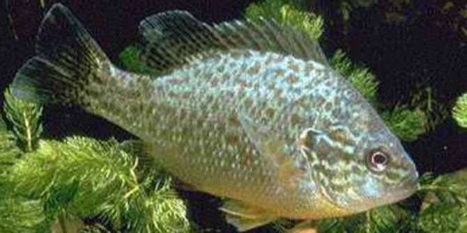 fisch