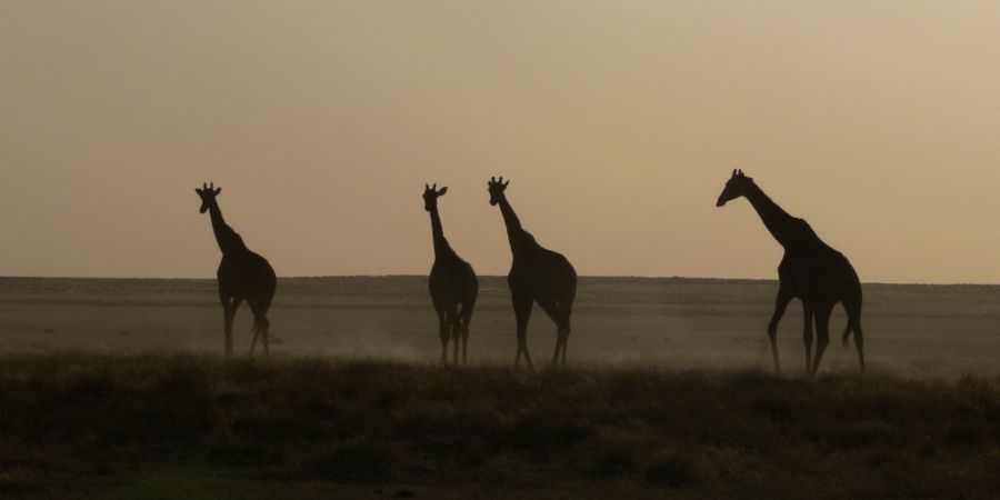 Etosha