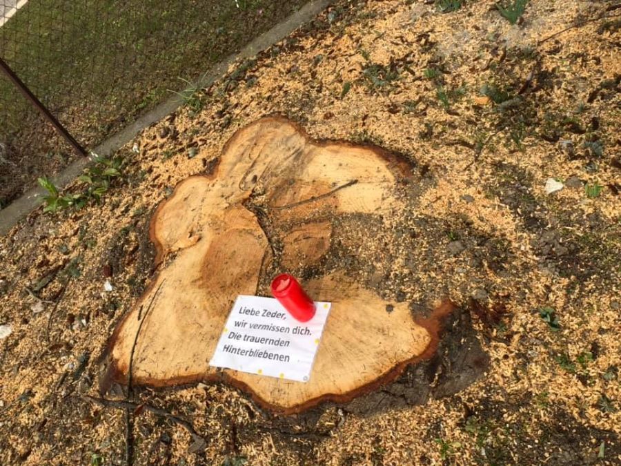 Um diesen Baum trauern Naturfans in Adliswil ZH.