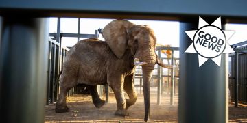Elefant