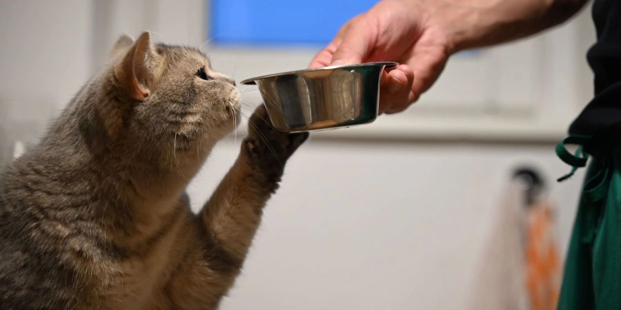 Auch Tiere können im Alltag eine Lieblingspfote benutzen.