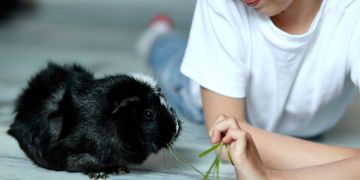 Mädchen füttert Meerschweinchen