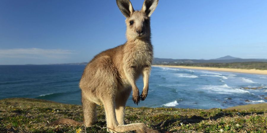 Kängurus gelten bei vielen Farmern in Australien als Plage. (Archivbild)