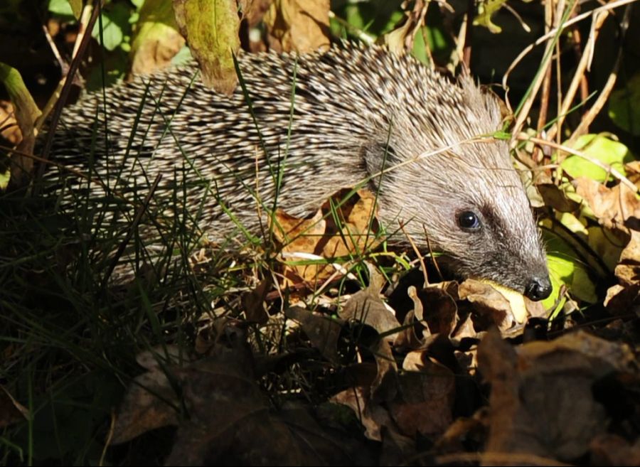 Igel haben es nicht leicht. Gefährlich werden können ihnen zum Beispiel Gifte, die im Garten eingesetzt werden ...