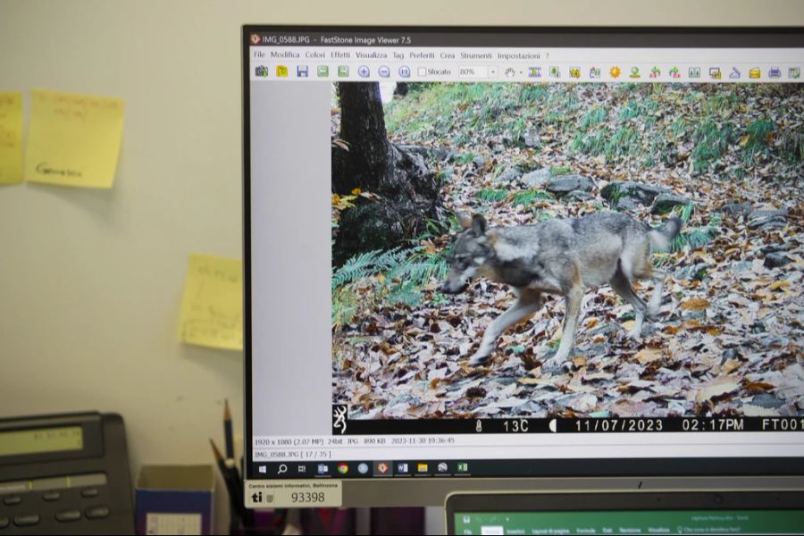 Auch im Tessin, in Glarus und im St. Galler Oberland gibt es Wolfsrudel.